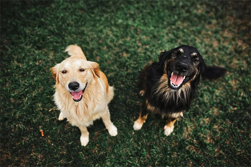 老犬ストレッチ5選！自宅で関節の健康を守る効果的な方法