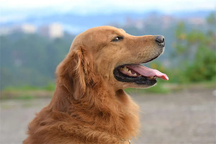 老犬ストレッチ5選！自宅で関節の健康を守る効果的な方法