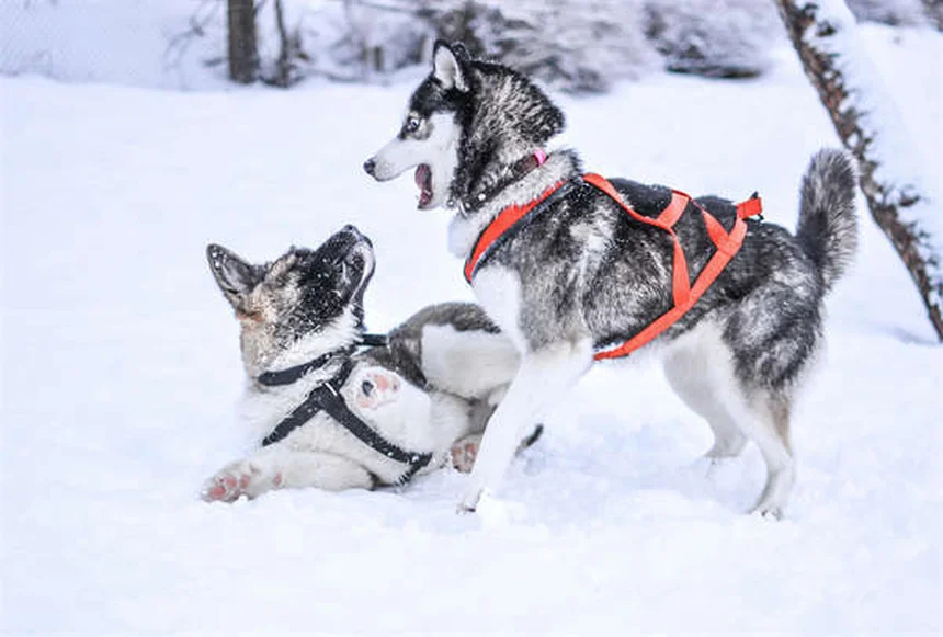 犬に危険な掃除用品5選！愛犬を守る安全な掃除方法とは