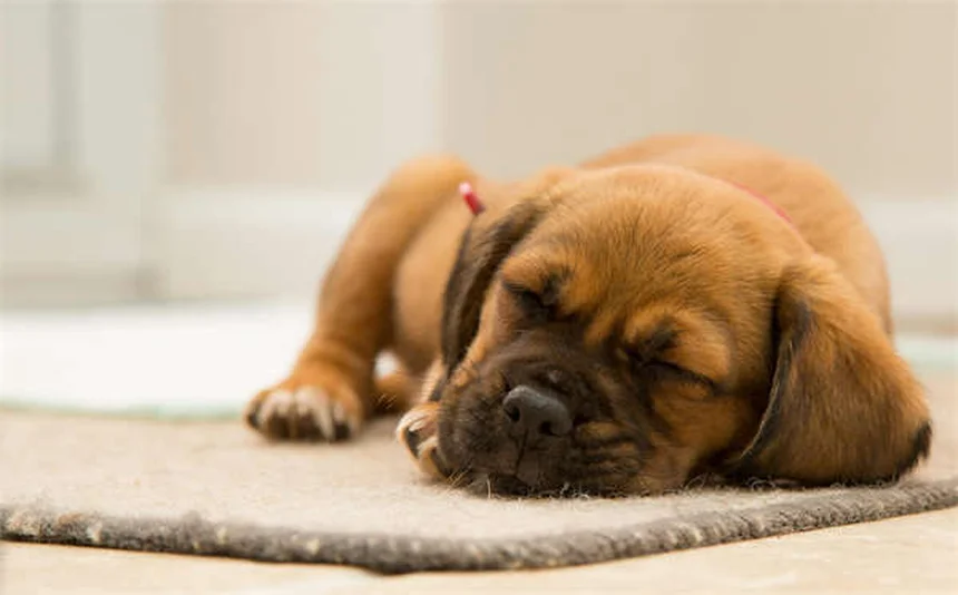 犬に危険な掃除用品5選！愛犬を守る安全な掃除方法とは
