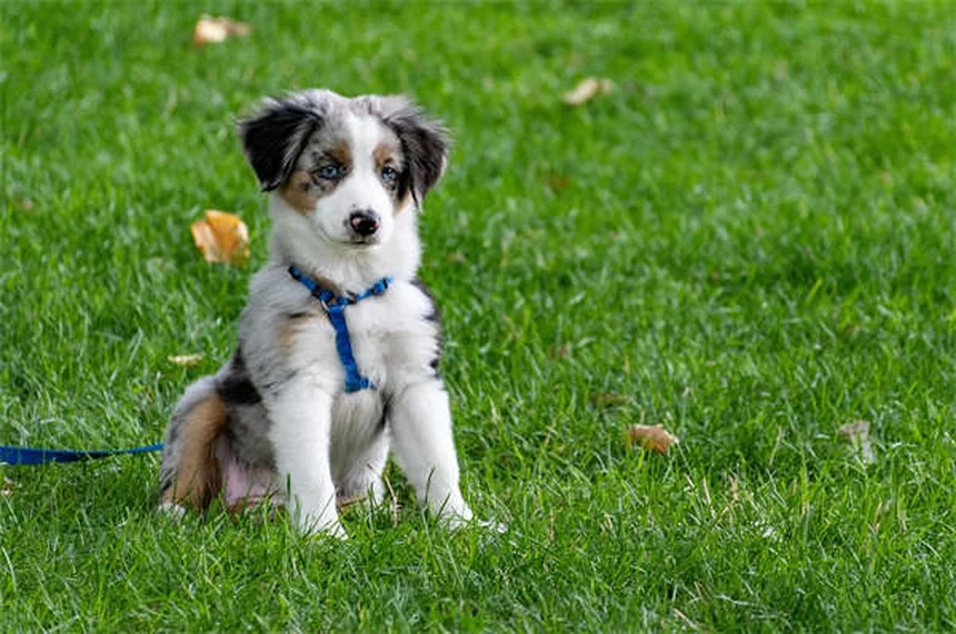 Premackの原理で愛犬を効果的にトレーニングする7つのコツ
