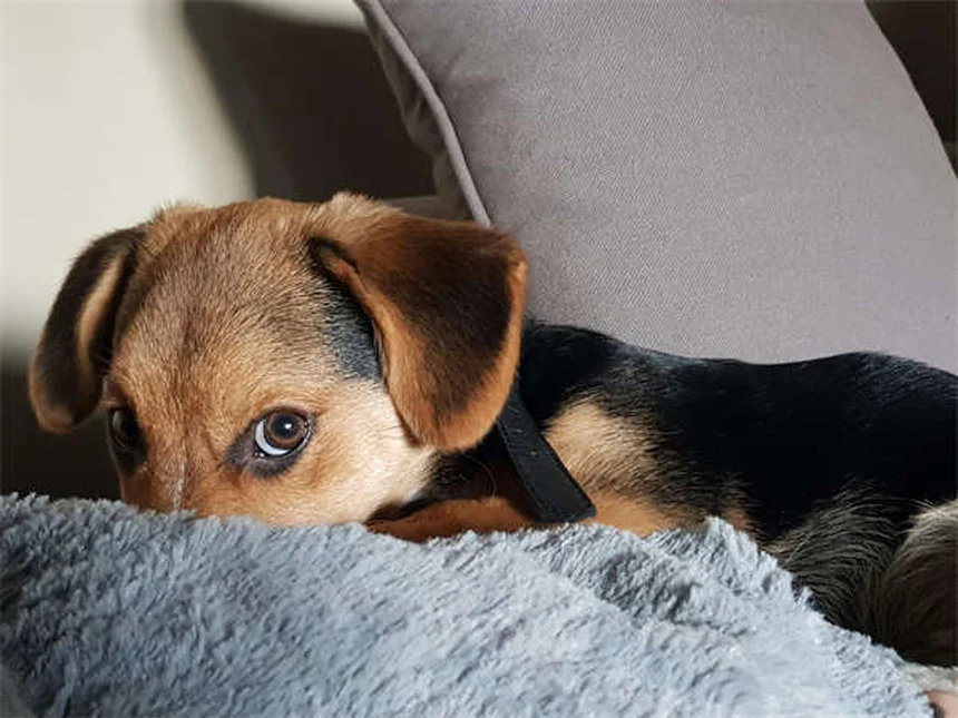 Premackの原理で愛犬を効果的にトレーニングする7つのコツ