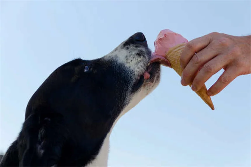 Premackの原理で愛犬を効果的にトレーニングする7つのコツ