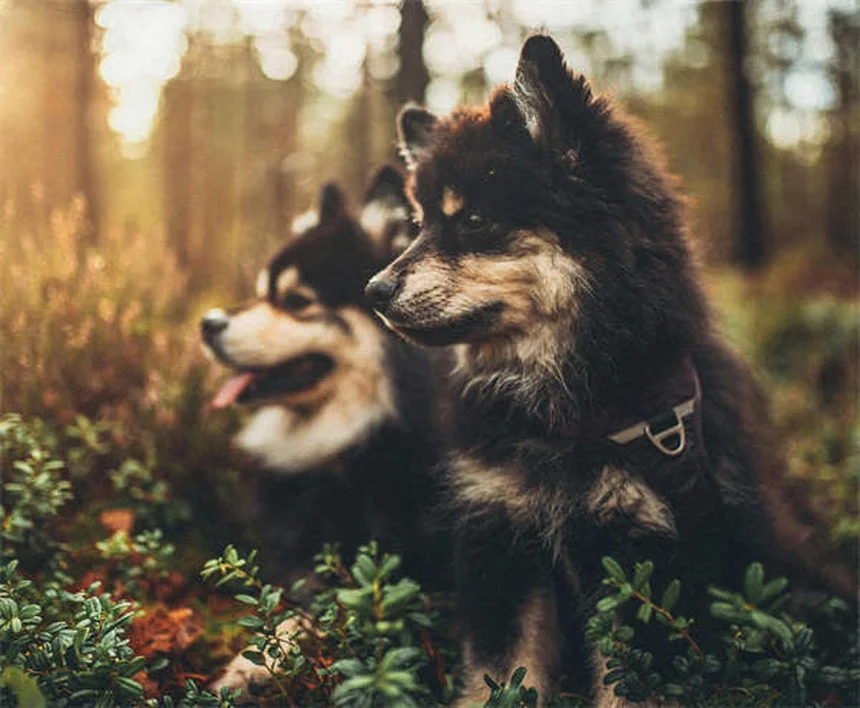 犬のしつけで絶対マスターすべき4つの基本コマンド