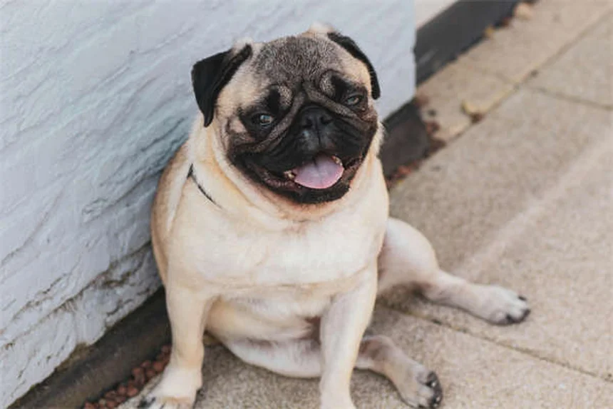 ペットの液体ニコチン中毒の症状と対策【獣医師監修】