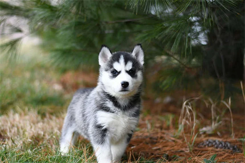 犬の膝の怪我を防ぐ7つの方法【獣医師推奨】