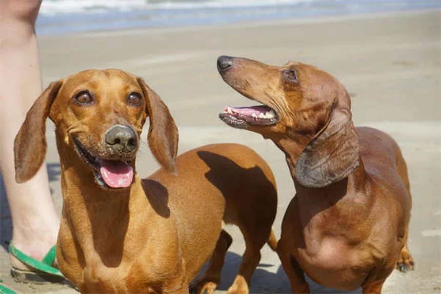 犬の甲状腺機能低下症にThyro-Tabsを使用する際の注意点5つ