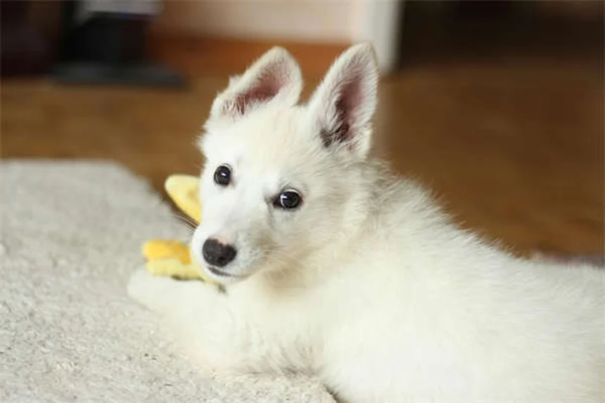 犬のおもちゃの安全基準｜BPAフリーでも安心できない？