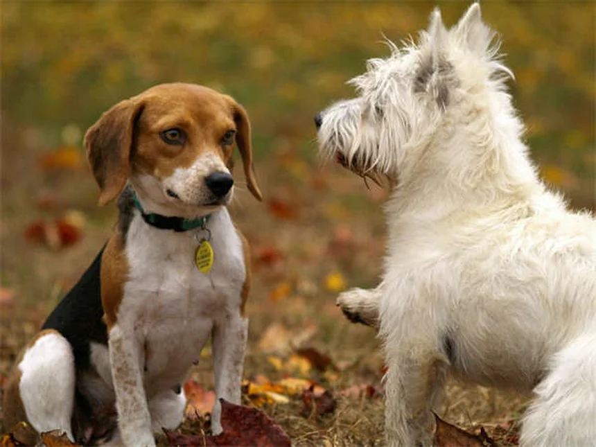 犬のおもちゃの安全基準｜BPAフリーでも安心できない？