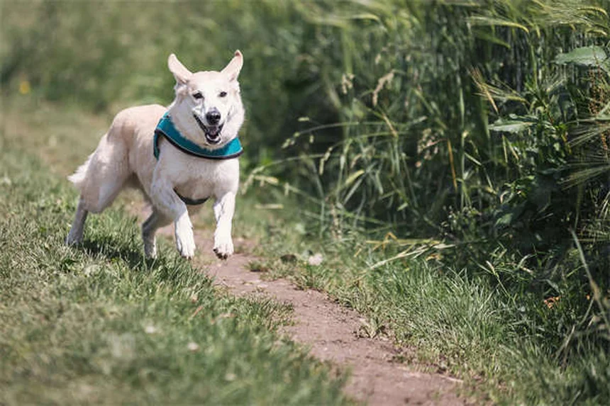 犬種の性格が違う理由とは？遺伝子と環境の意外な関係