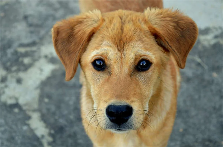 犬の避妊去勢手術後の回復キット6選｜知らないと後悔する準備のコツ