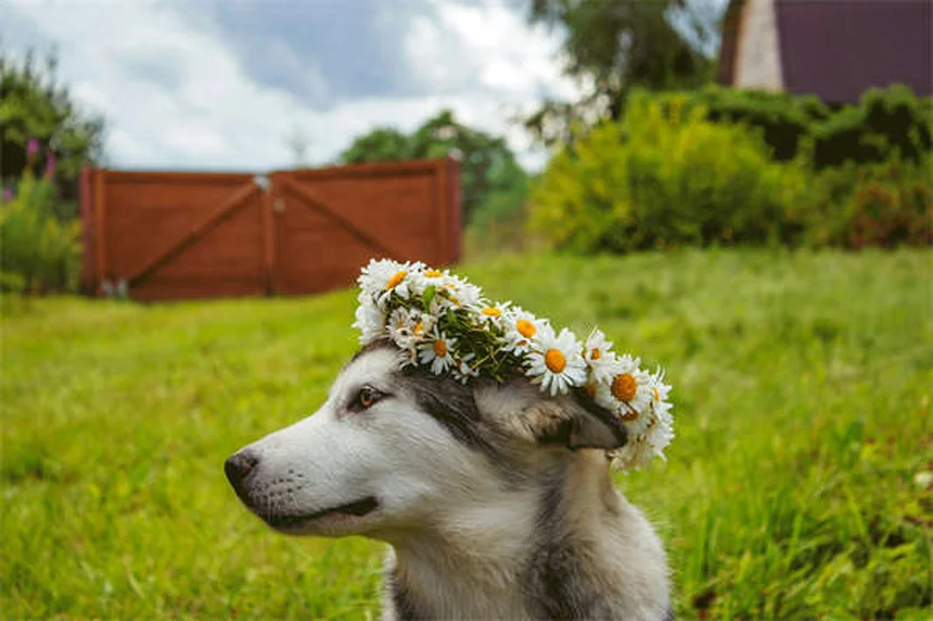 犬に蜂蜜は安全？獣医師が教える適量と3つの与え方