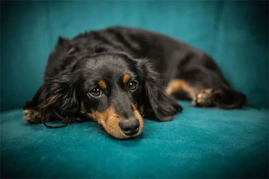 犬にペプトビスモールは危険？副作用と正しい投与量を獣医が解説