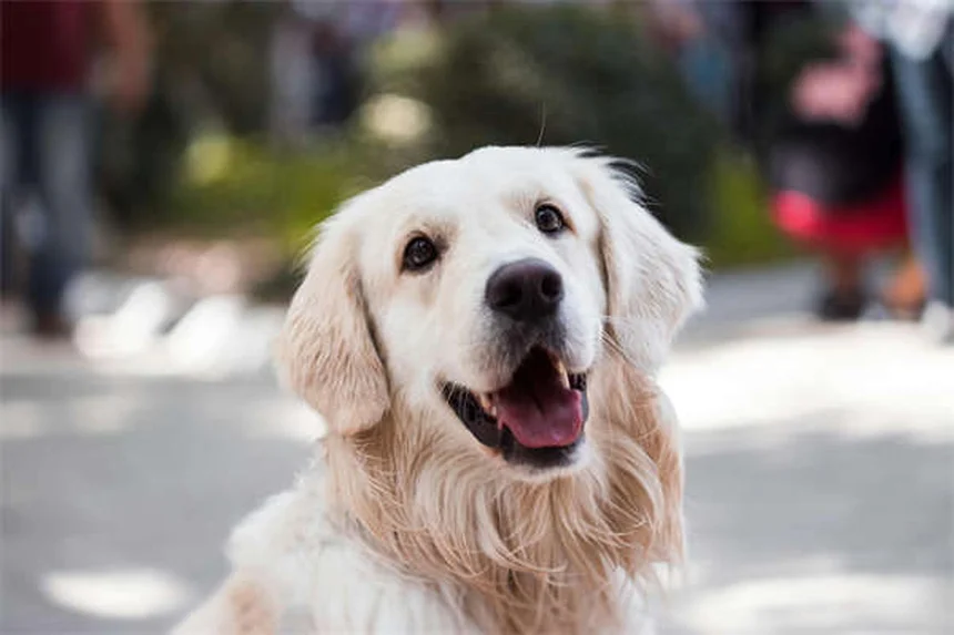 愛犬の最期を見極める7つのサインと安楽死の適切なタイミング