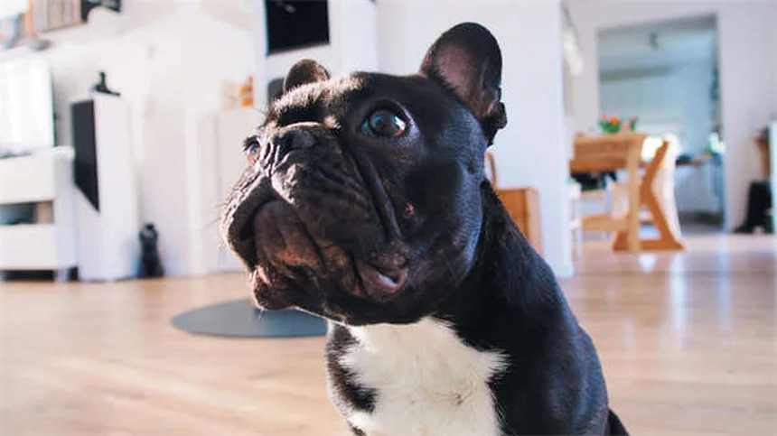 愛犬の最期を見極める7つのサインと安楽死の適切なタイミング