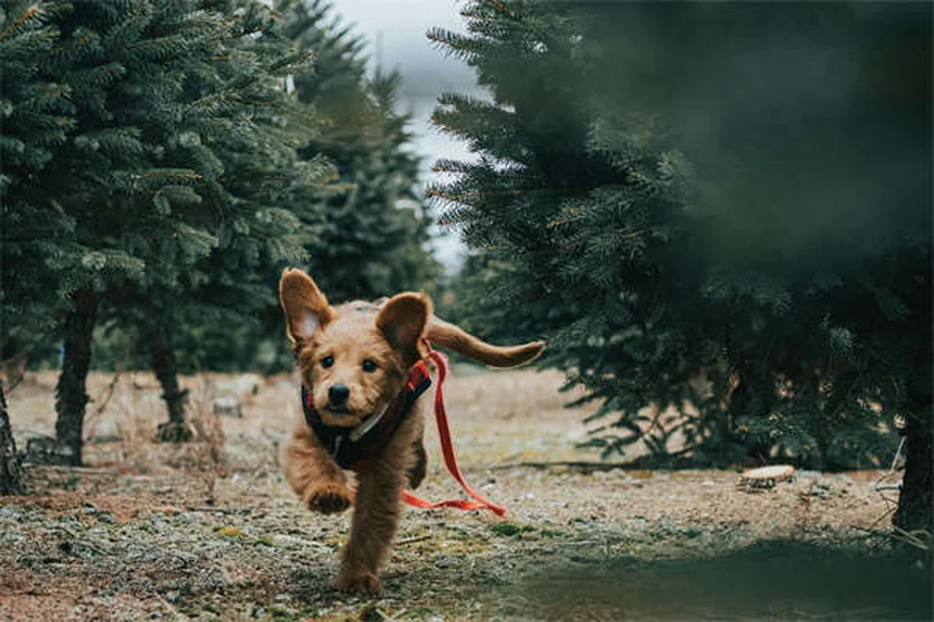犬のメラトニン効果｜安全な使い方と驚きの7つの効能