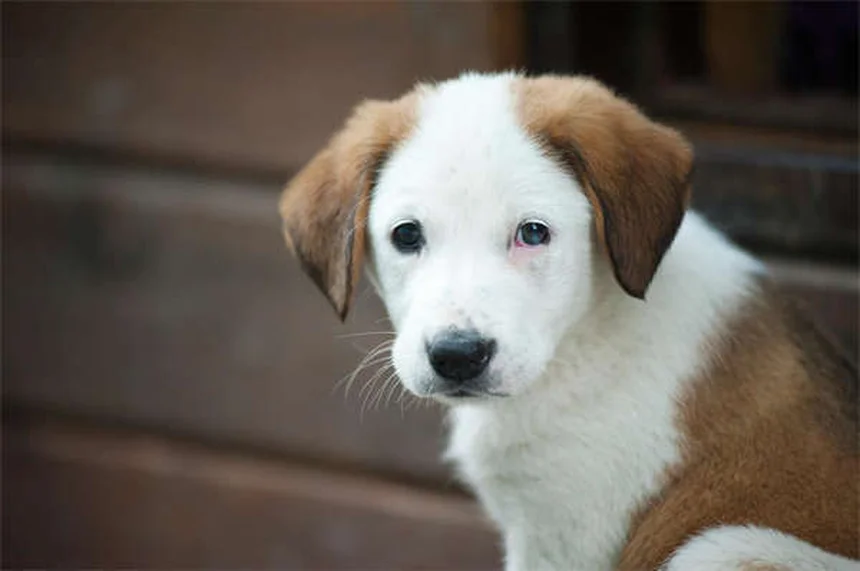 特別なニーズ犬・猫の飼い方｜障害ペットとの幸せな暮らしのコツ