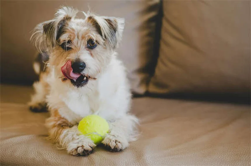 犬に鼻スプレーは使える？獣医師が教える安全な使い方3選