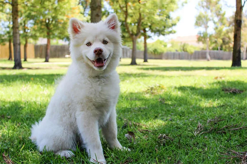 犬が何でも舐める理由とは？獣医師が教える7つの原因と対処法