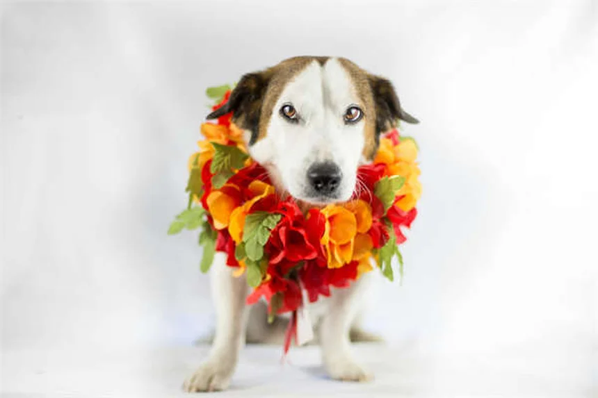 リピッツァンとは？白馬の魅力から飼育方法まで徹底解説