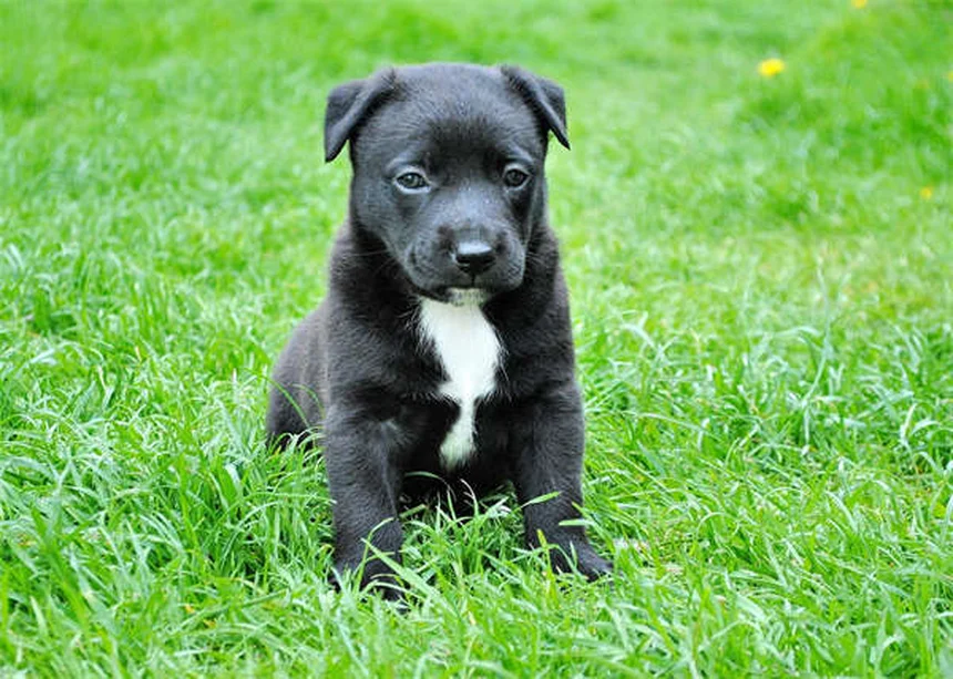 健康な犬種19選｜長生きしやすい犬の特徴と飼い主ができること