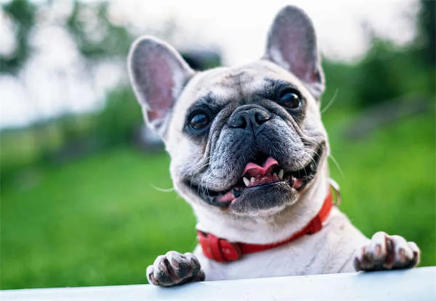 健康な犬種19選｜長生きしやすい犬の特徴と飼い主ができること