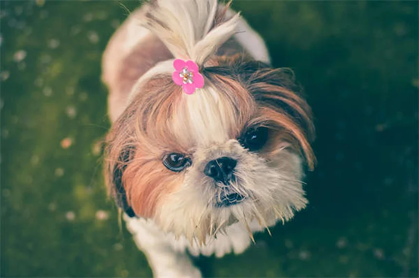 健康な犬種19選｜長生きしやすい犬の特徴と飼い主ができること