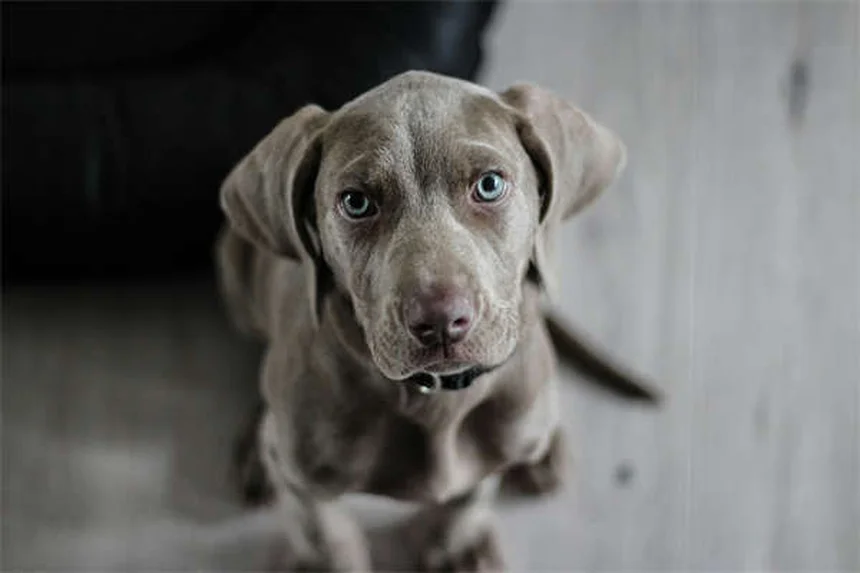 健康な犬種19選｜長生きしやすい犬の特徴と飼い主ができること