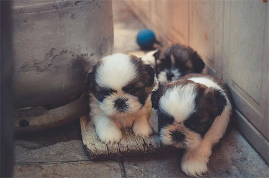 犬の副鼻腔炎の症状と原因を徹底解説！治療法と予防法も