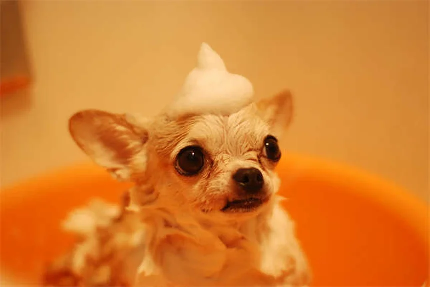 犬の副鼻腔炎の症状と原因を徹底解説！治療法と予防法も