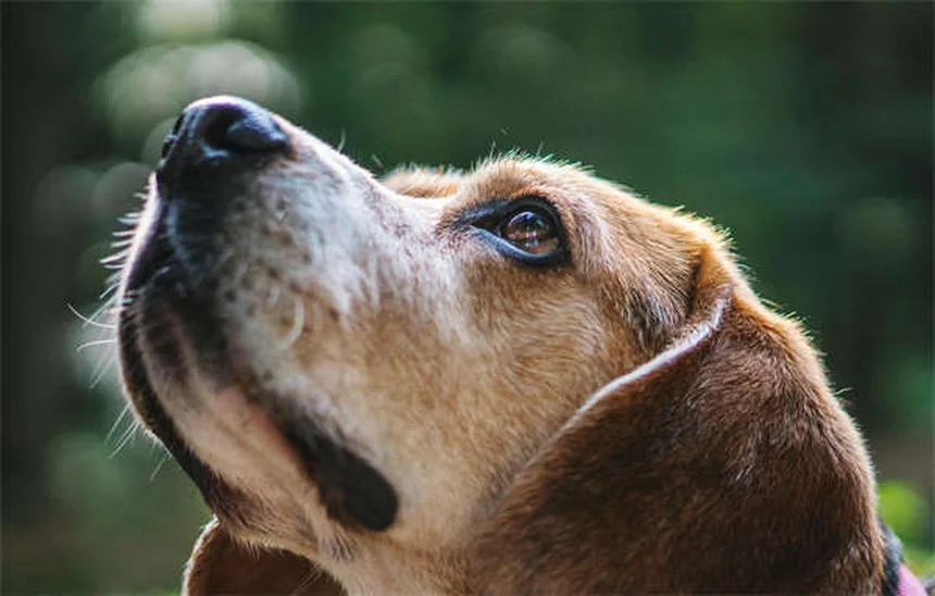 犬の副鼻腔炎の症状と原因を徹底解説！治療法と予防法も