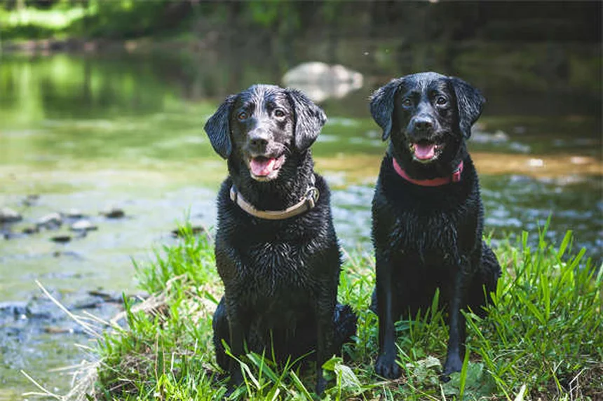 犬の副鼻腔炎の症状と原因を徹底解説！治療法と予防法も