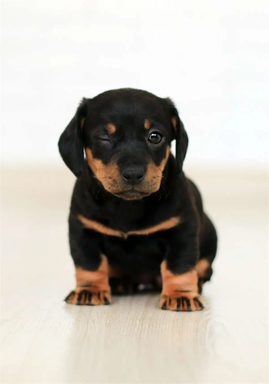 犬が傷口を舐めるのはなぜ？リスクと正しい対処法を徹底解説
