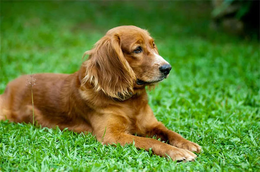 犬が傷口を舐めるのはなぜ？リスクと正しい対処法を徹底解説