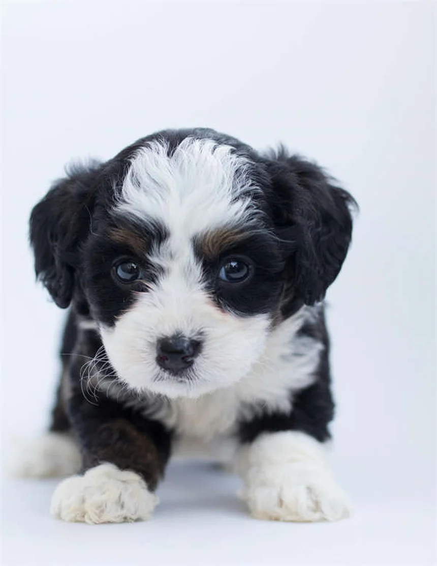 犬の鍼灸の効果を実感！痛みを和らげる飼い主が実際に試してみた