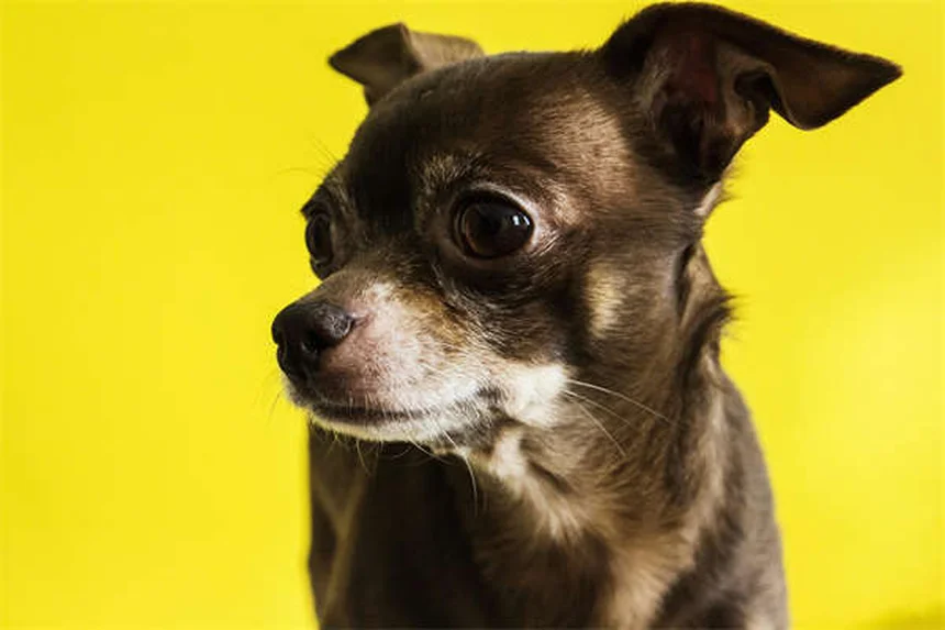犬が寝てるときに吠える理由—夢の仕組みと正しい対処法を経験者が解説