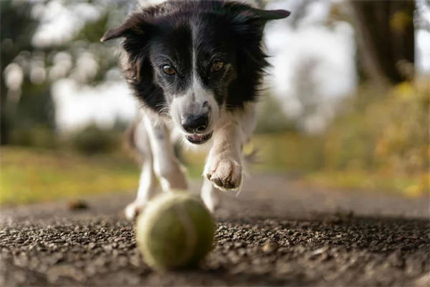 犬が寝てるときに吠える理由—夢の仕組みと正しい対処法を経験者が解説
