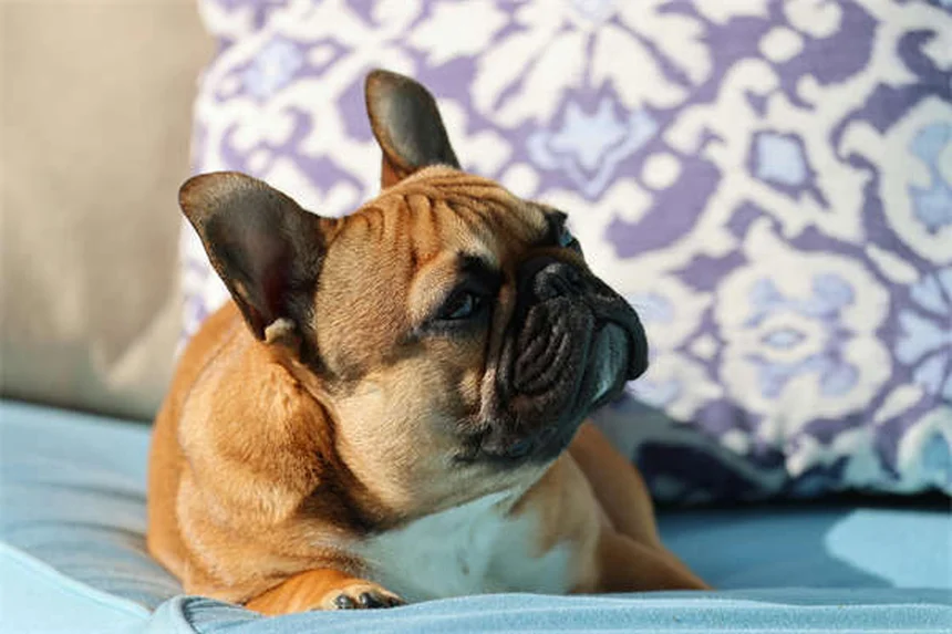 犬が寝てるときに吠える理由—夢の仕組みと正しい対処法を経験者が解説