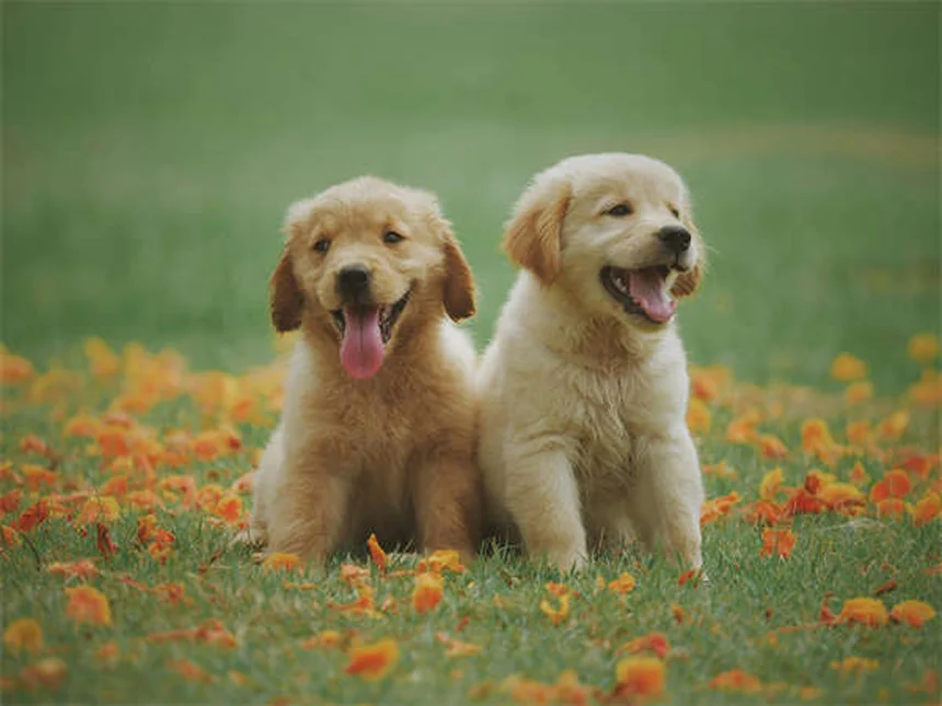犬が寝てるときに吠える理由—夢の仕組みと正しい対処法を経験者が解説