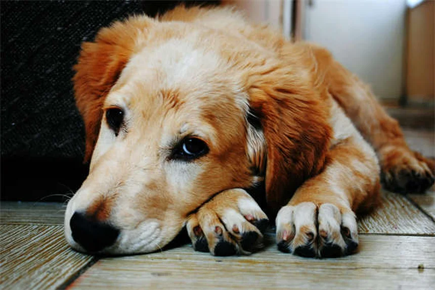 犬のエナラプリル、獣医師が教える正しい使い方と副作用・注意点