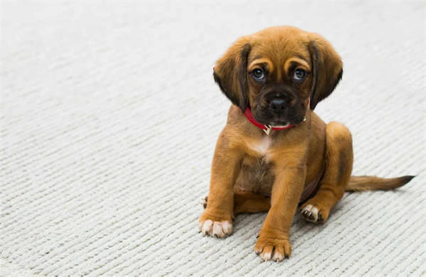 犬のエナラプリル、獣医師が教える正しい使い方と副作用・注意点