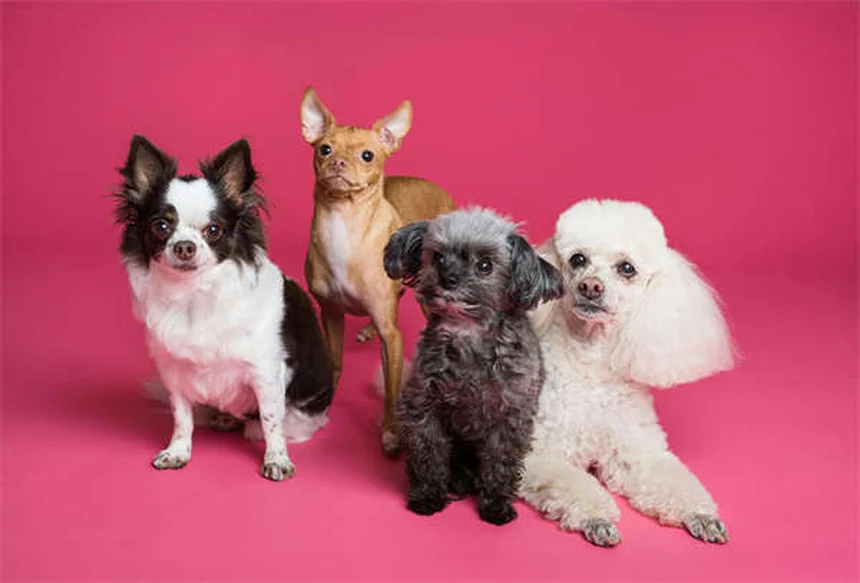 犬のエナラプリル、獣医師が教える正しい使い方と副作用・注意点