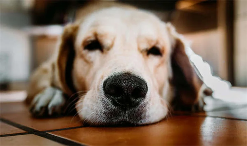 アパートで飼いやすい犬種20選！私の経験から本気でおすすめするのはコレ