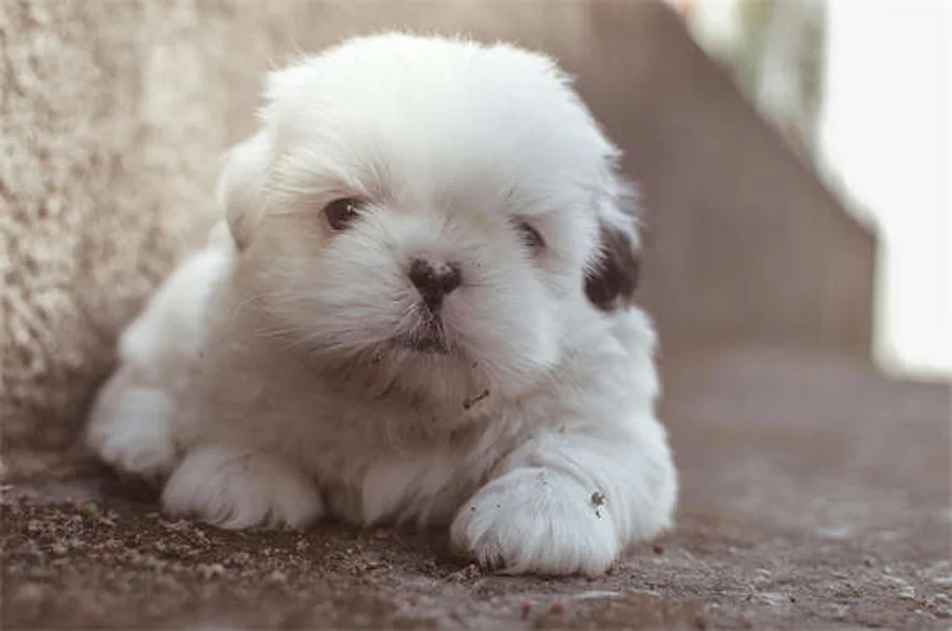アパートで飼いやすい犬種20選！私の経験から本気でおすすめするのはコレ